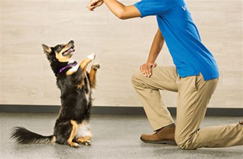 Earn PetSmart Treats loyalty points with every purchase and get members-only discounts. . Petsmart dog training